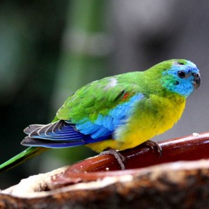 Turquoise Parrot Australian Parrots